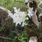 33. Beclardia macrostachya - EPIDENDROIDEAE - Indigene Reunion  IMG_4087.JPG.jpeg