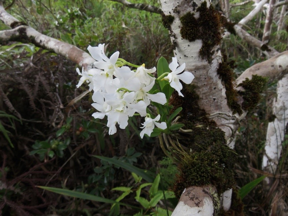 34.  Beclardia macrostachya - EPIDENDROIDEAE - Indigene Reunion  IMG_4088.JPG.jpeg