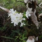34.  Beclardia macrostachya - EPIDENDROIDEAE - Indigene Reunion  IMG_4088.JPG.jpeg