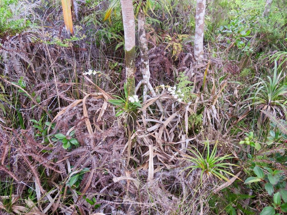35. Beclardia macrostachya - EPIDENDROIDEAE - Indigene Reunion.jpeg