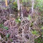 35. Beclardia macrostachya - EPIDENDROIDEAE - Indigene Reunion.jpeg