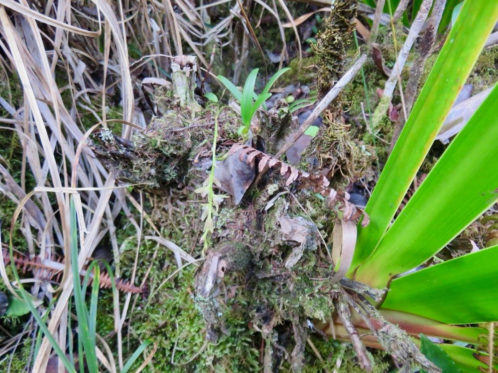 38. Bulbophyllum mascarenense ( minutum ) Orchidaceae.jpeg