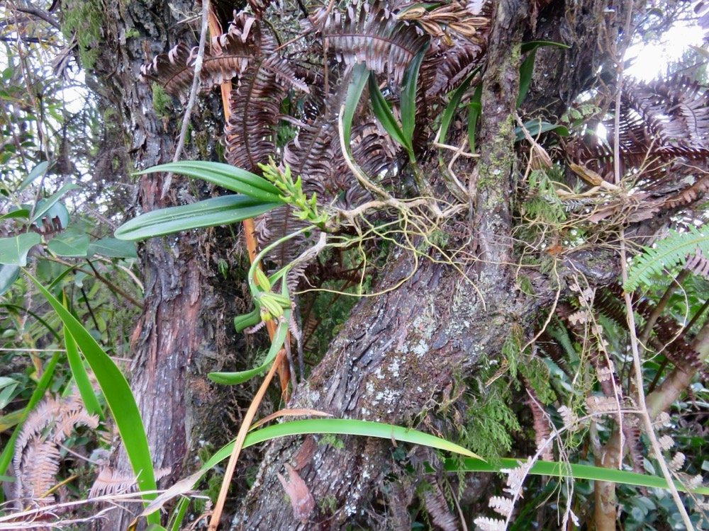 39. Bulbophyllum cylindrocarpum Orchida ceae Indigène La Réunion IMG_4095.JPG.jpeg