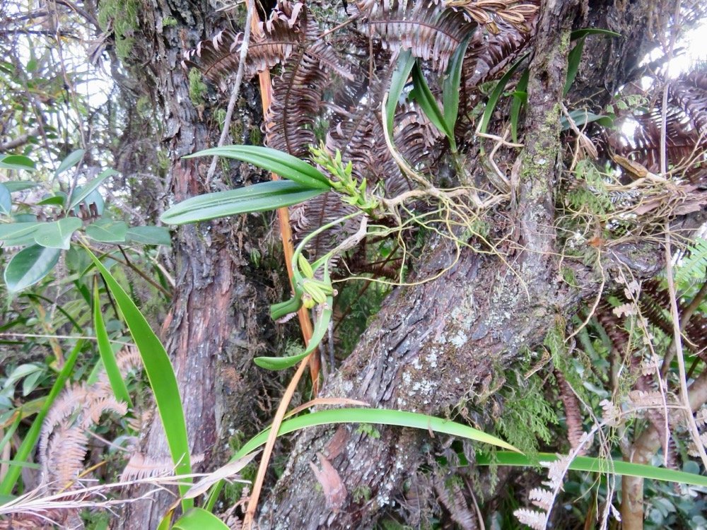 40. Bulbophyllum cylindrocarpum Orchida ceae Indigène La Réunion.jpeg