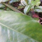 43. Aphloia theiformis - Change-écorce - APHLOIACEE IMG_4099.JPG.jpeg