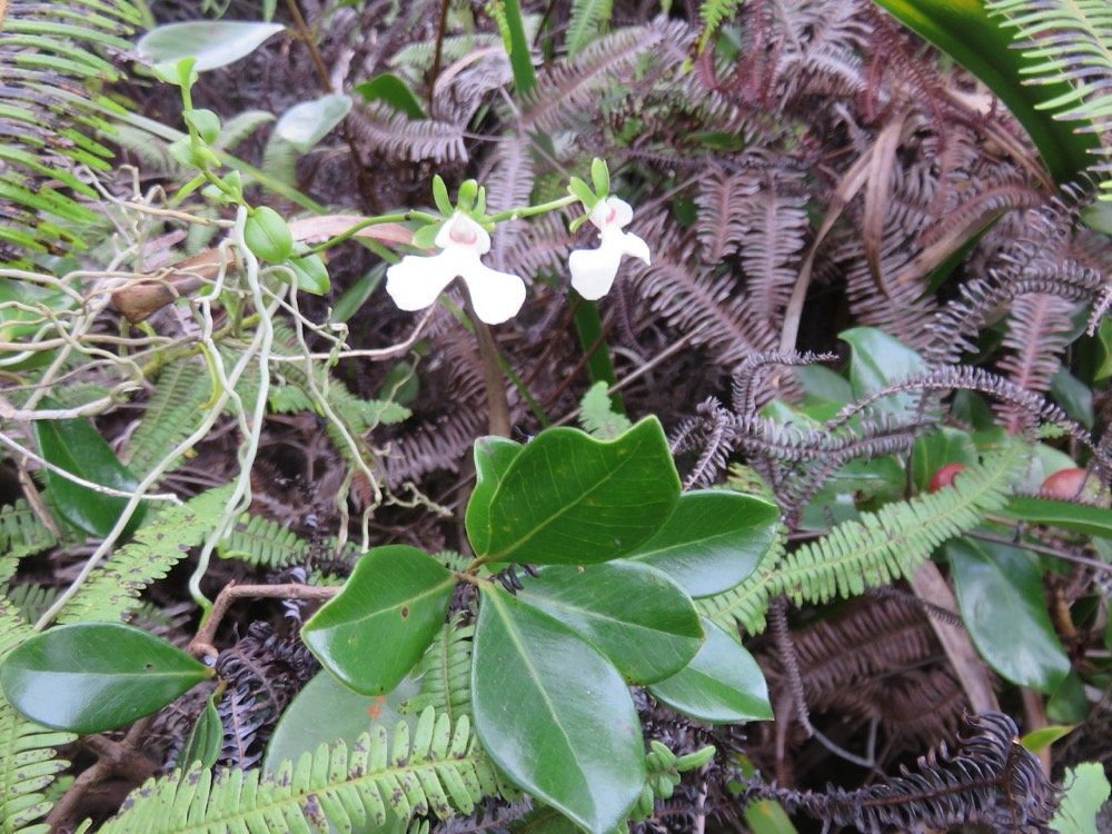 44. Oeonia rosea - EPIDENDROIDEAE - Indigene Reunion IMG_4100.JPG.jpeg