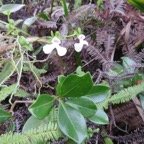 44. Oeonia rosea - EPIDENDROIDEAE - Indigene Reunion IMG_4100.JPG.jpeg