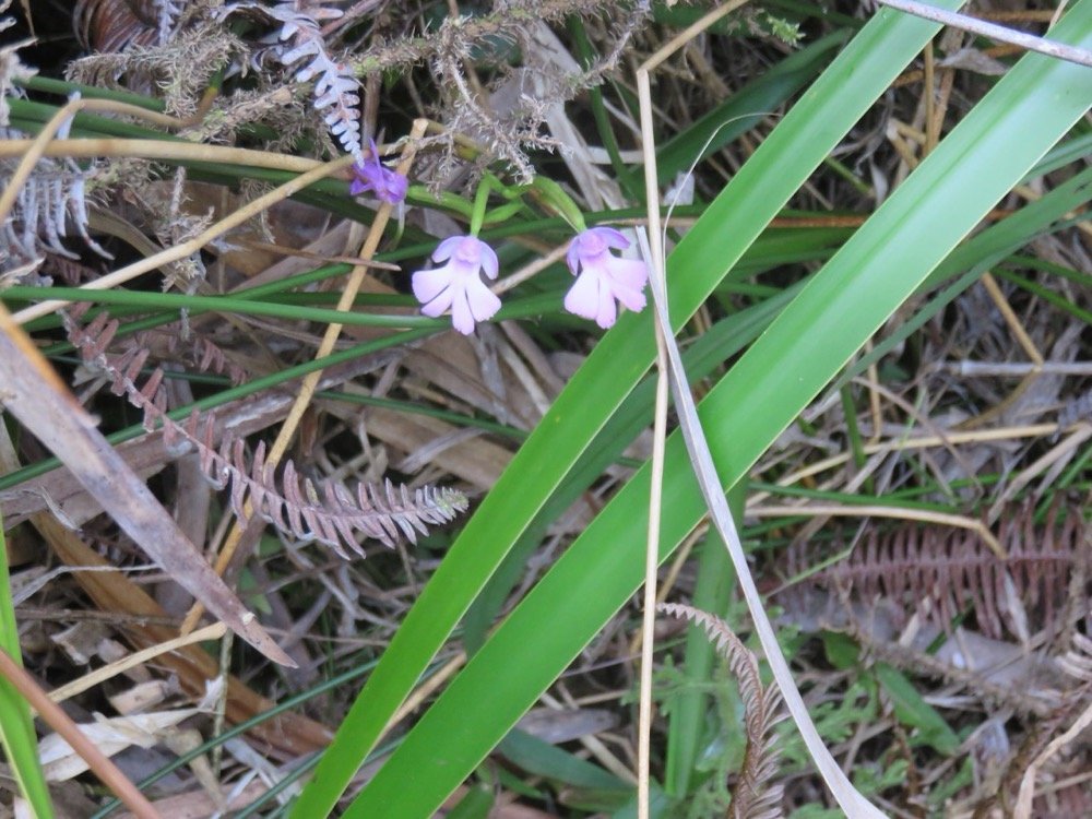 45. Cynorkis purpurascens - Orchidoideae - Indigene Reunion.jpeg