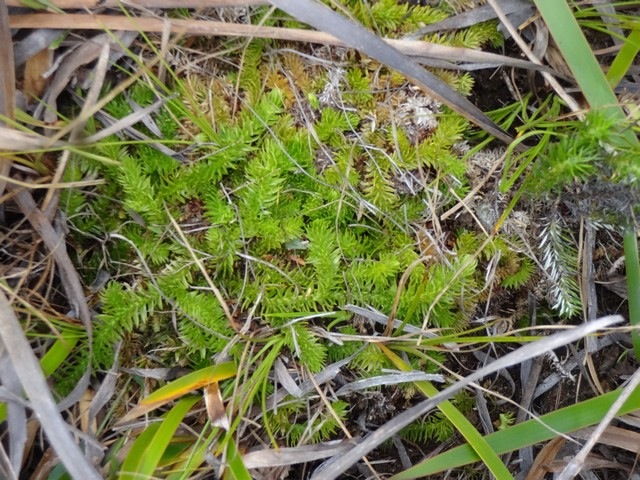 37 Lycopodiella caroliniana DSC02641