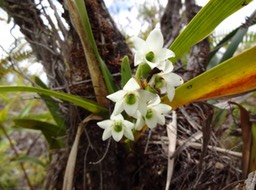 9 Beclardia macrostachya DSC02681
