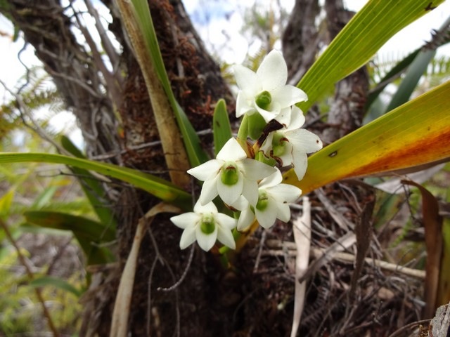 9 Beclardia macrostachya DSC02681