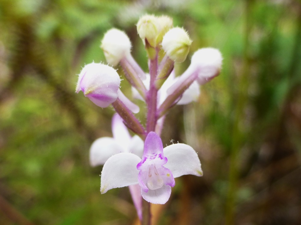 Arnottia mauritiana (2)