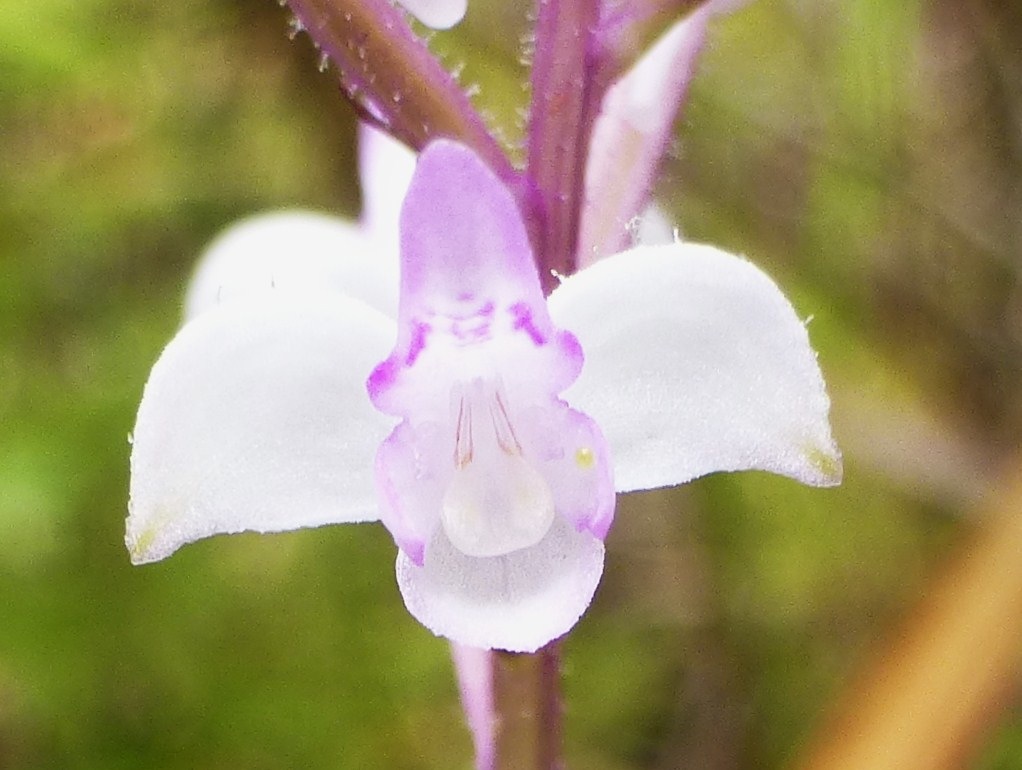 Arnottia mauritiana (3)