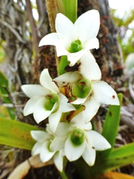 Beclardia macrostachya (1)