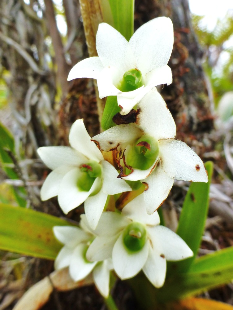 Beclardia macrostachya (1)