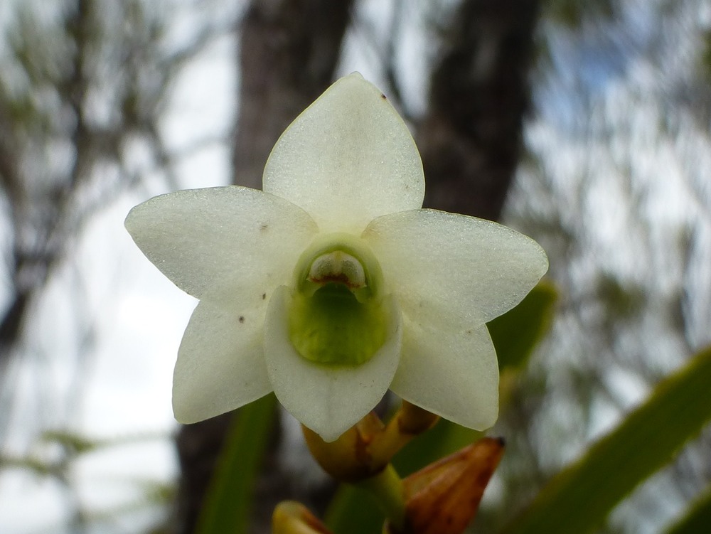 Beclardia macrostachya (2)