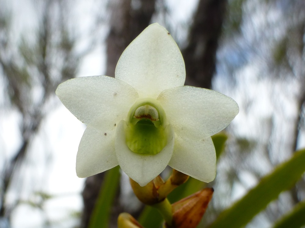 Beclardia macrostachya (3)