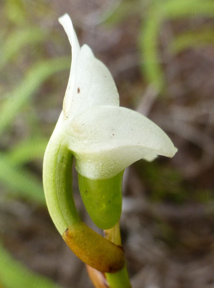 Beclardia macrostachya (4)