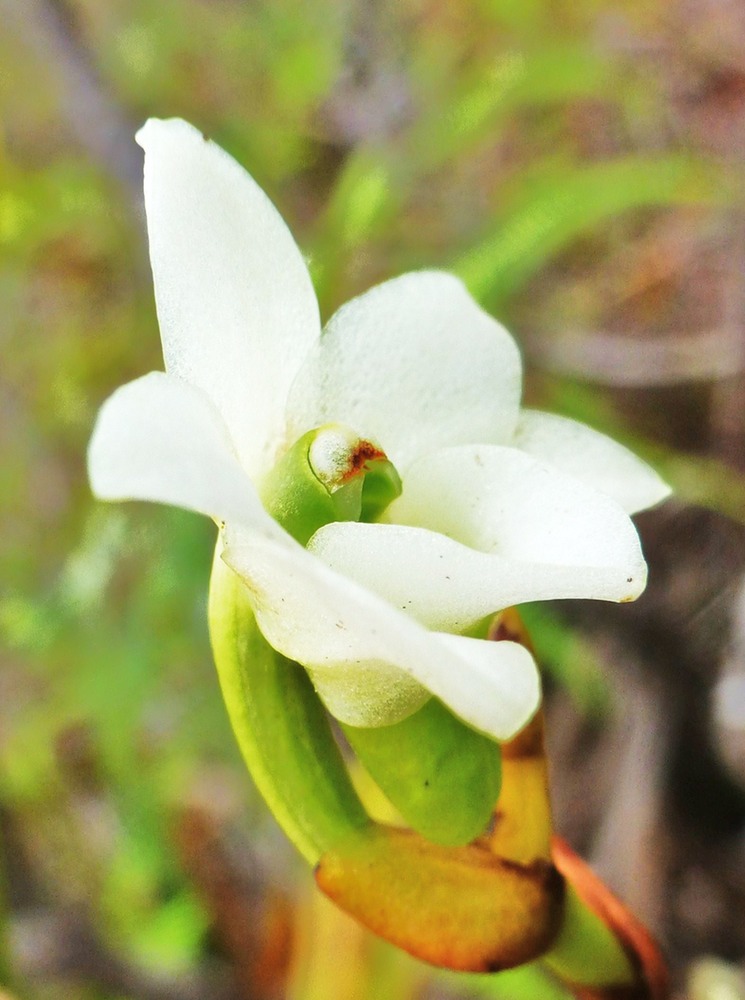 Beclardia macrostachya (5)