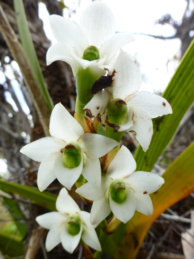 Beclardia macrostachya (6)
