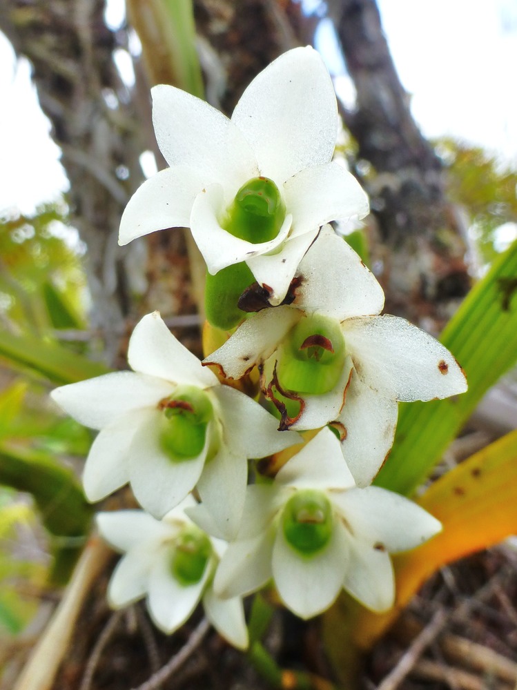 Beclardia macrostachya (7)