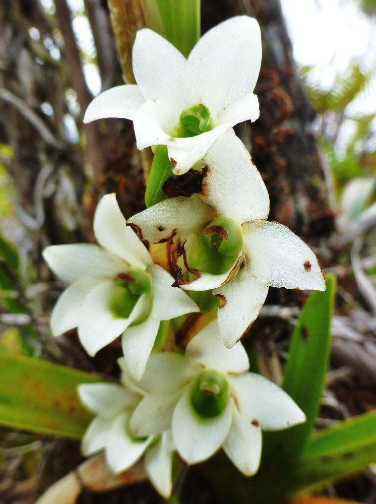Beclardia macrostachya (8)