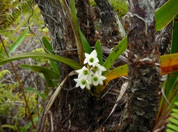 Beclardia macrostachya (9)