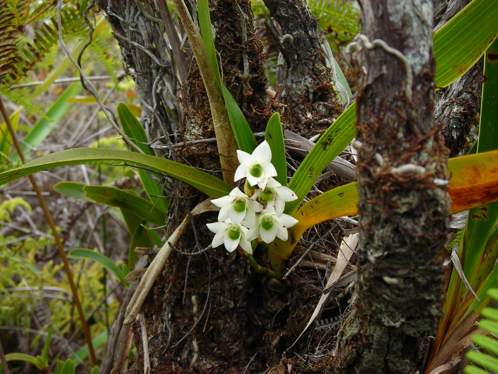 Beclardia macrostachya (9)