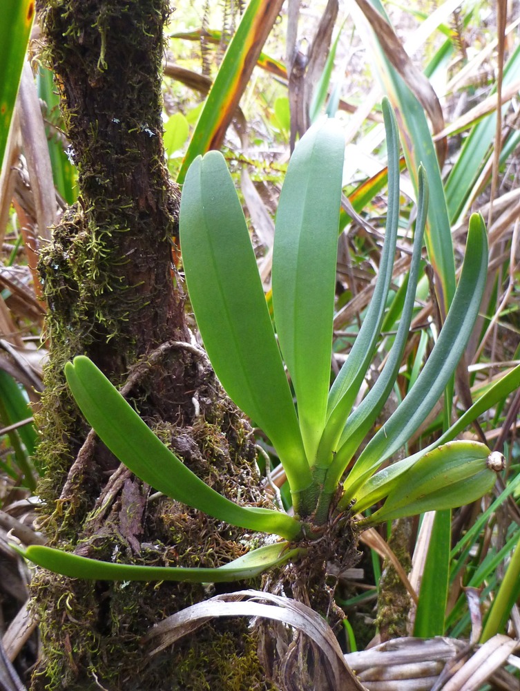 Beclardia macrostachya
