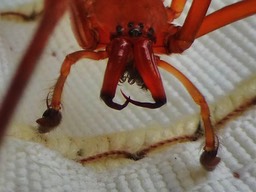 Cubionidae (1)