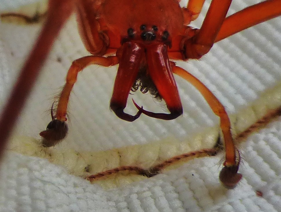 Cubionidae (1)