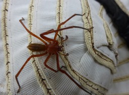 Cubionidae (2)