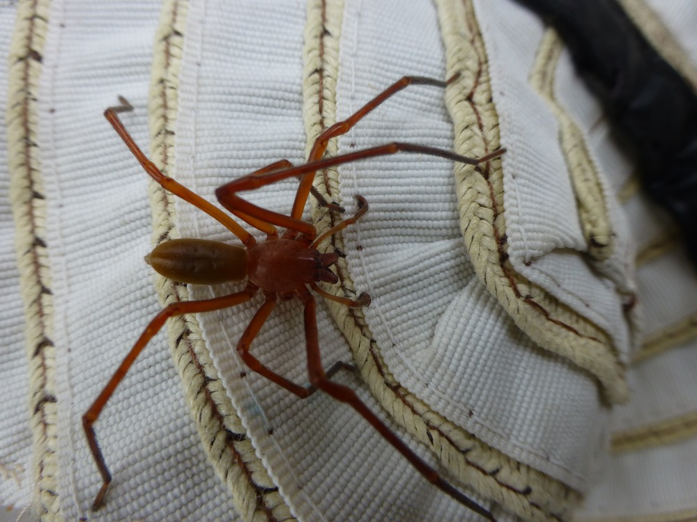 Cubionidae (2)