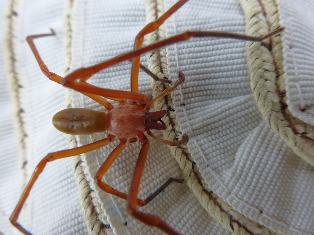 Cubionidae (3)