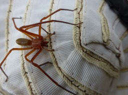 Cubionidae (4)