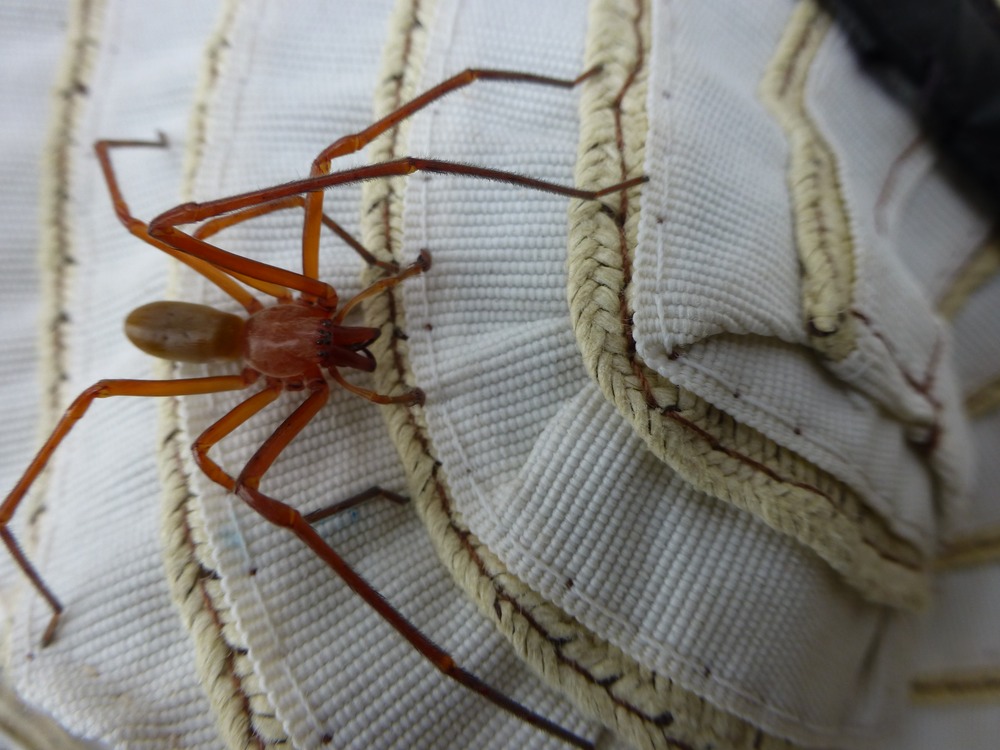 Cubionidae (4)