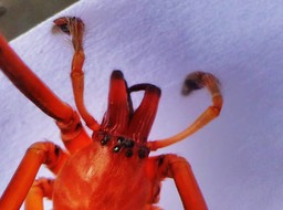 Cubionidae (5)
