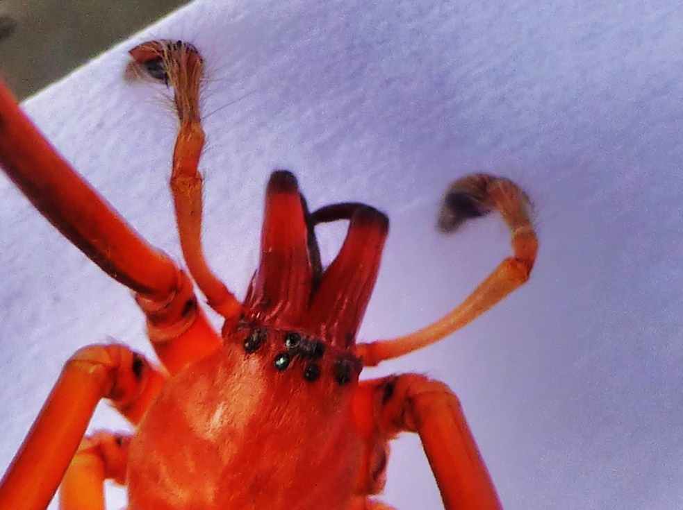 Cubionidae (5)