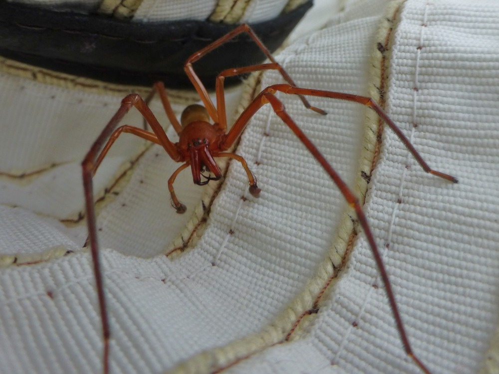 Cubionidae (6)