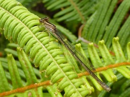 demoiselle