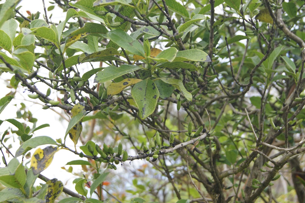 DSC08522