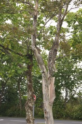 DSC08595