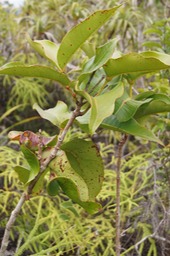DSC08610