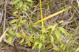 DSC08631