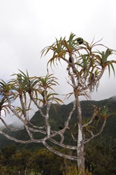 DSC 0029
