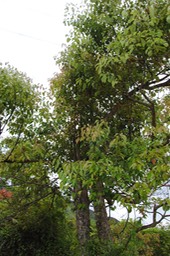 DSC 0039