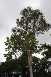 DSC 0041