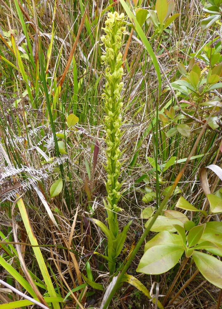 Habenaria praealta (1)