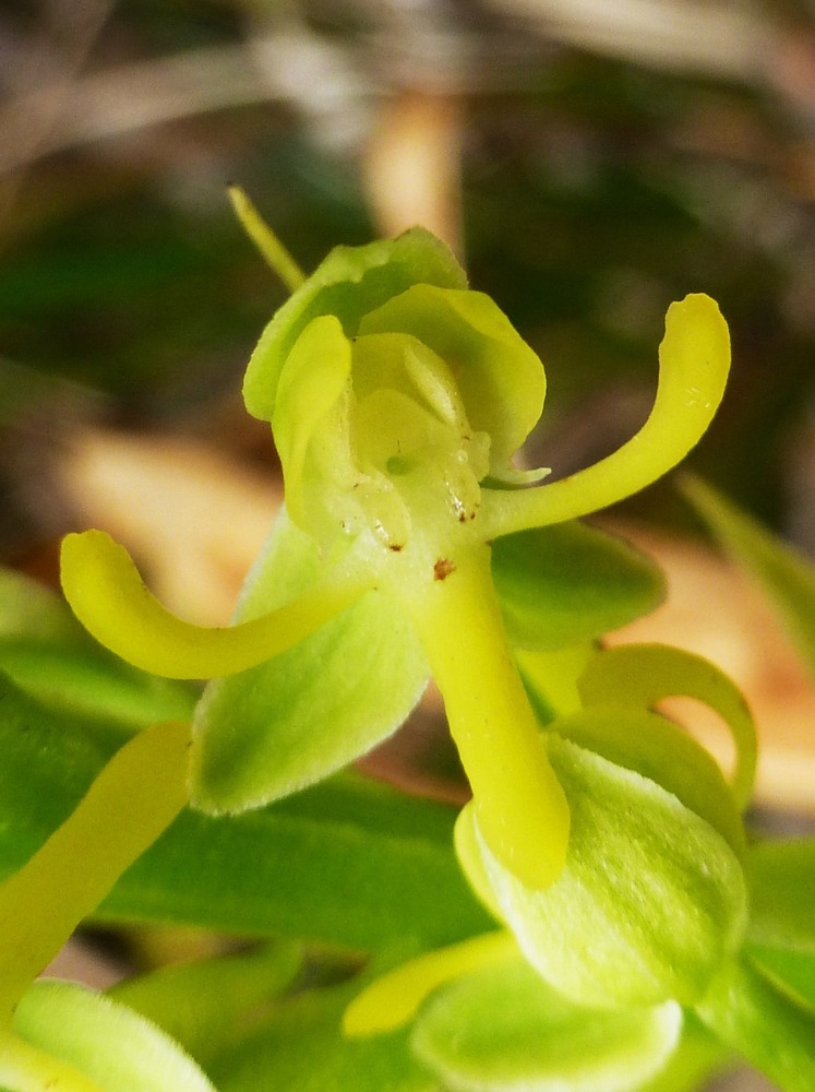 Habenaria praealta (2)