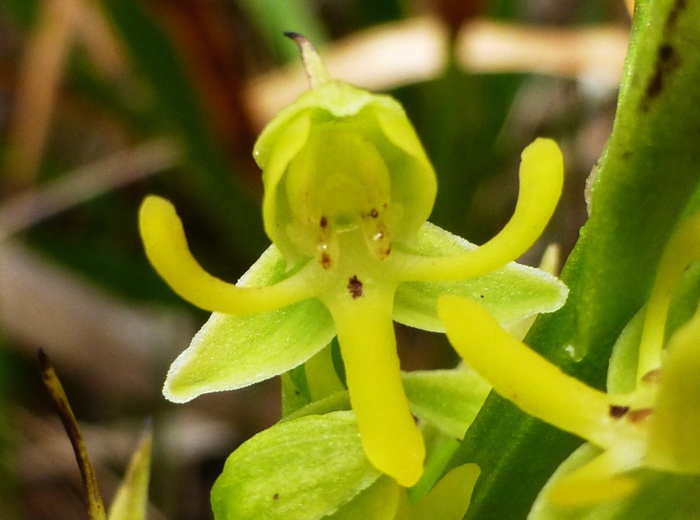 Habenaria praealta (3)